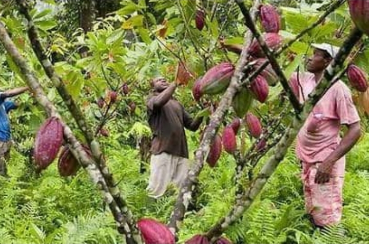 Ituri : parti acheter une tonne de cacao, un commerçant tombe dans un guet-apens mortel près de Biakato