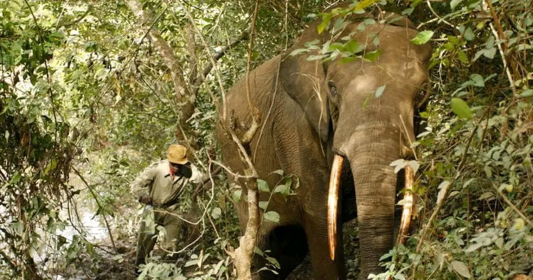 Haut-Uele : le Parc national de la Garamba retiré de la liste du patrimoine mondial en péril de l’UNESCO