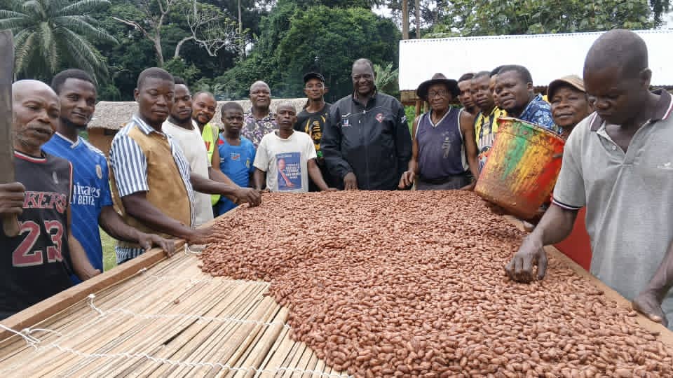 Sud-Ubangi : les producteurs de cacao de Budjala misent sur la vente collective pour conquérir le marché international