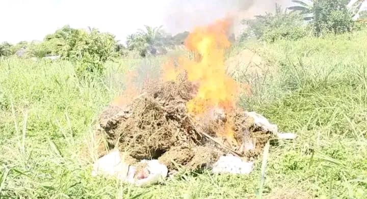Kisangani : la PNC incinère six sacs de chanvre saisis lors de plusieurs opérations